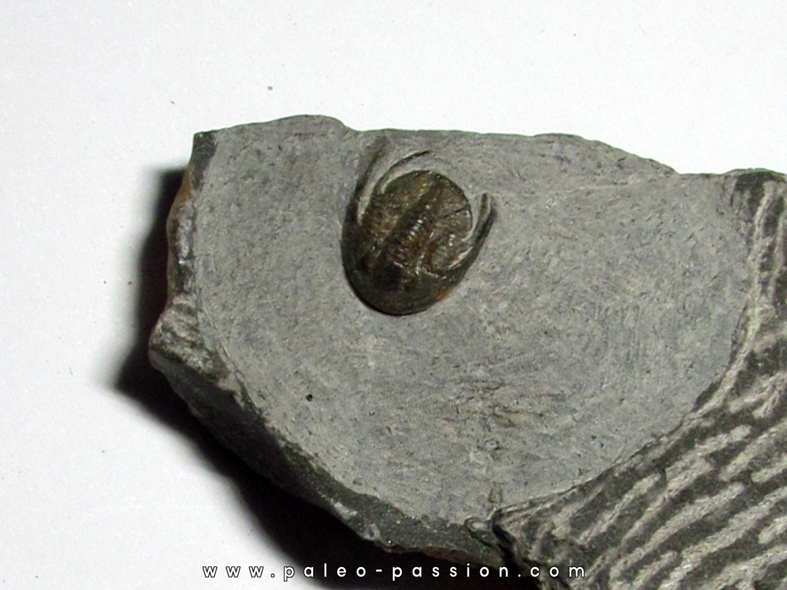 Koneprusites sp.  (2) Koneprusites sp.  (2)