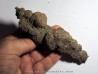 coprolithe - cenozoique - madagascar (5)