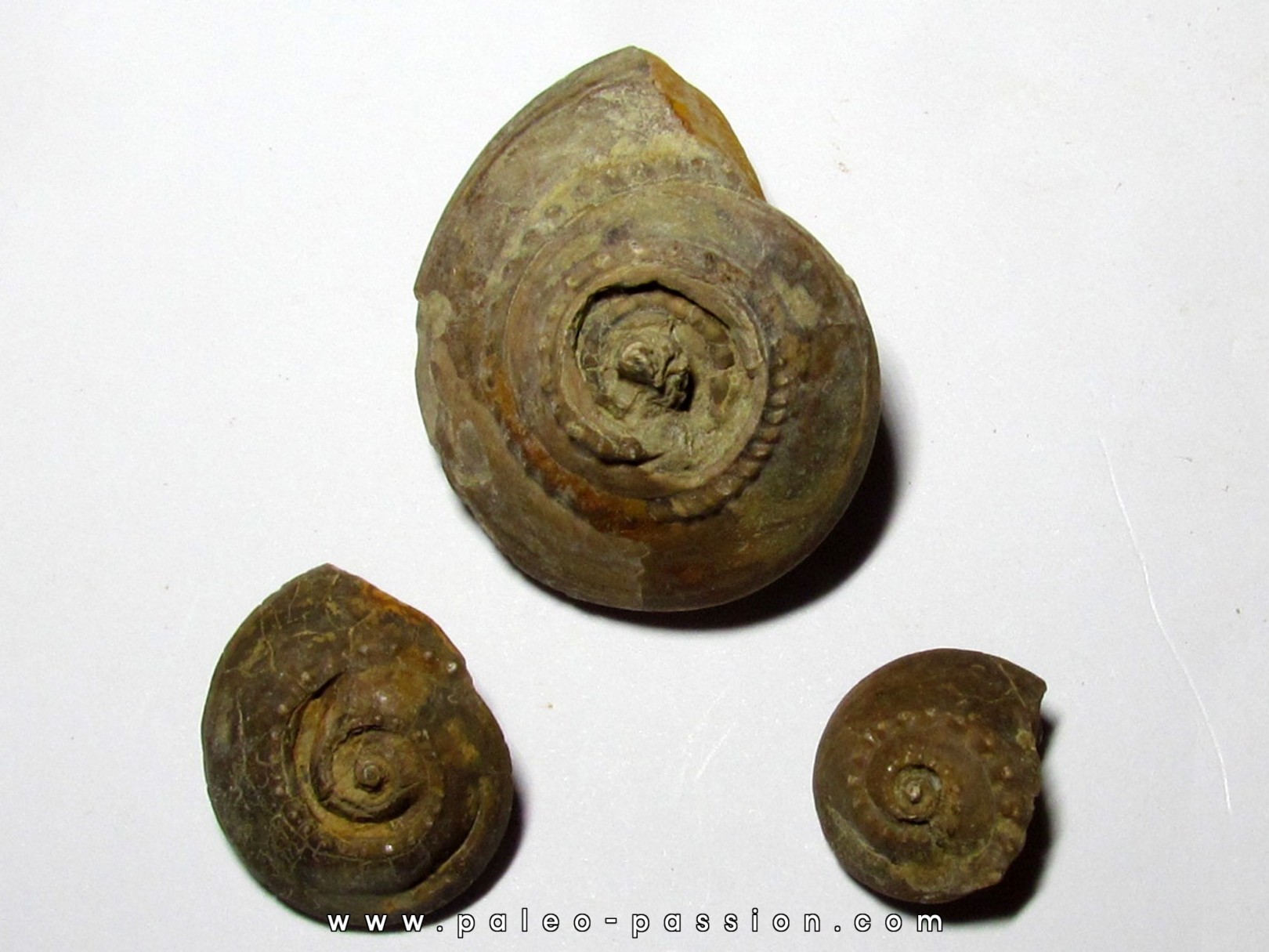 set of 3 trepospira sp. (1) set of 3 trepospira sp. (1)