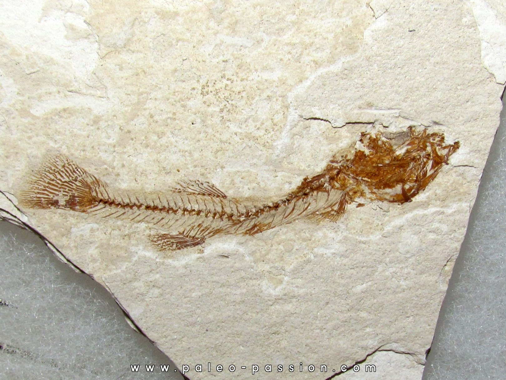 FUNDULUS NEVADENSIS (3) FUNDULUS NEVADENSIS (3)