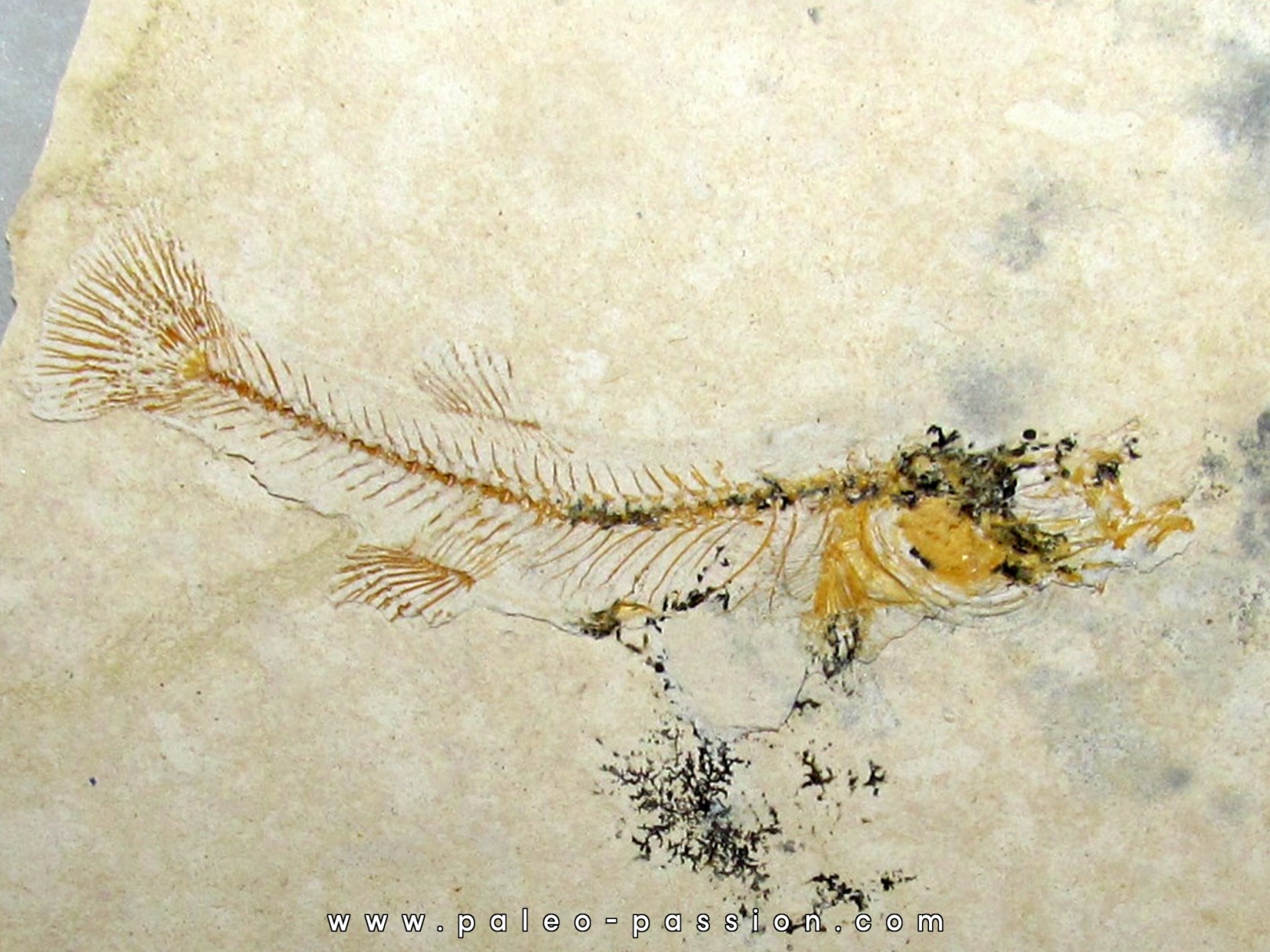 FUNDULUS NEVADENSIS (4) FUNDULUS NEVADENSIS (4)