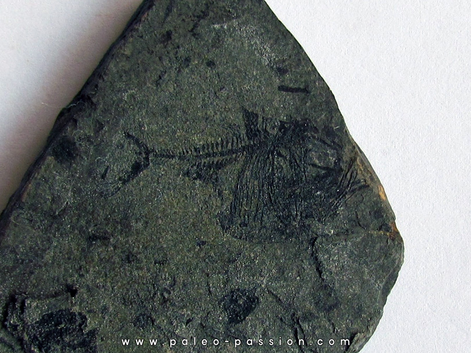 argyropelecus cosmovicii argyropelecus cosmovicii