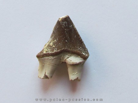 PAPOCETUS tooth (1)