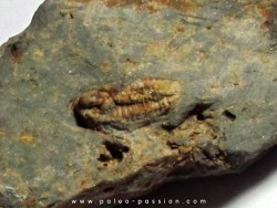 cyphaspis collini