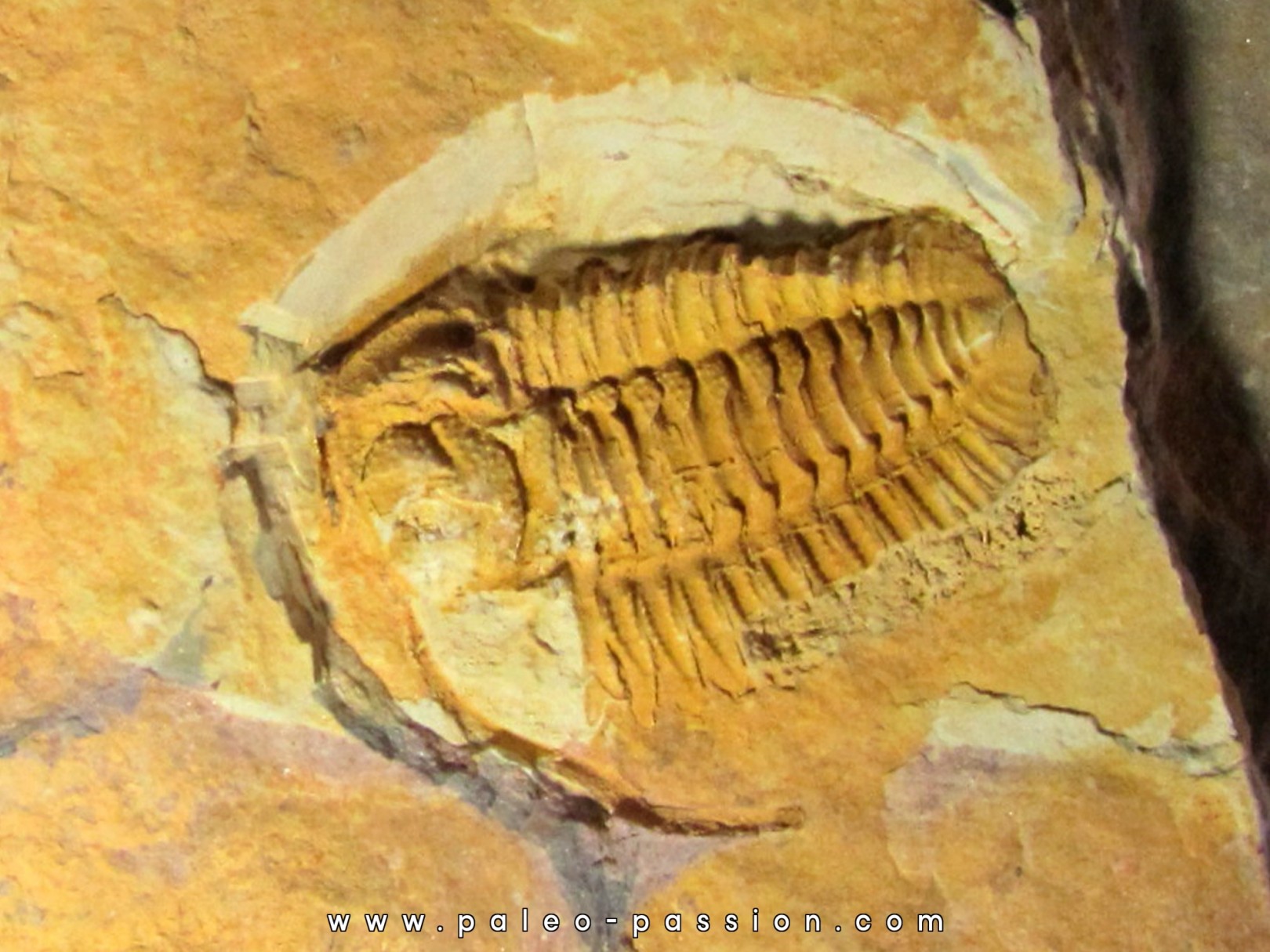 sinosaukia distincta sinosaukia distincta