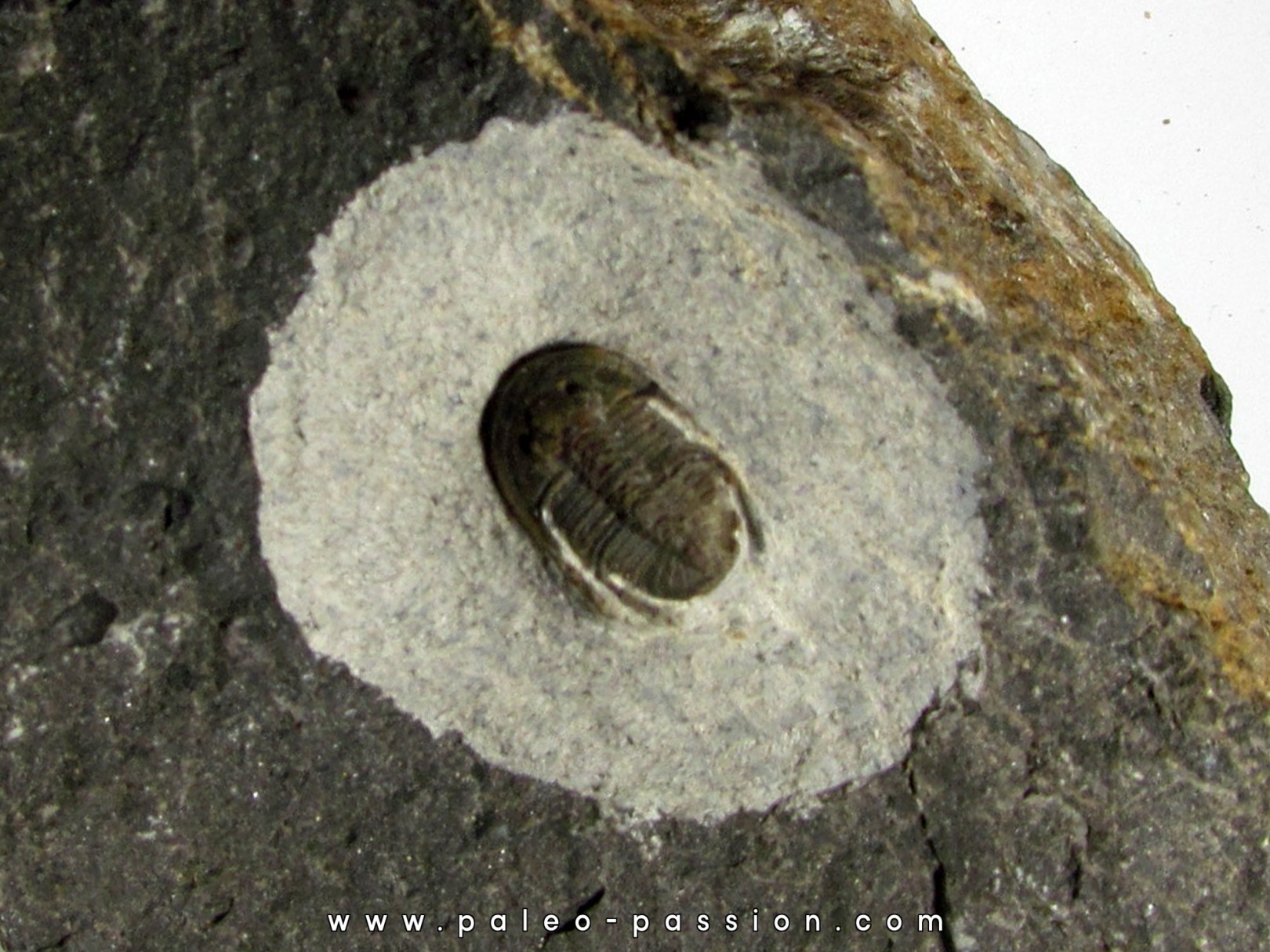 Koneprusites sp.  (3) Koneprusites sp.  (3)