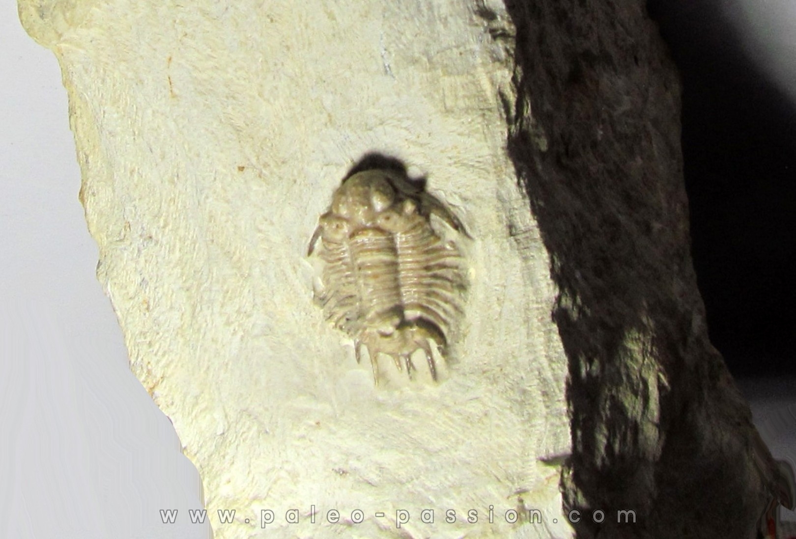 acanthopyge consanguinea