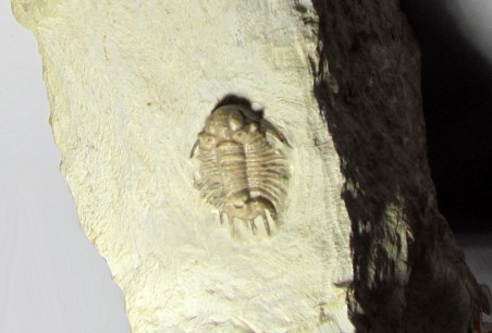 acanthopyge consanguinea