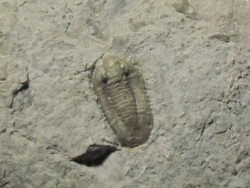 Comptonaspis swallowi