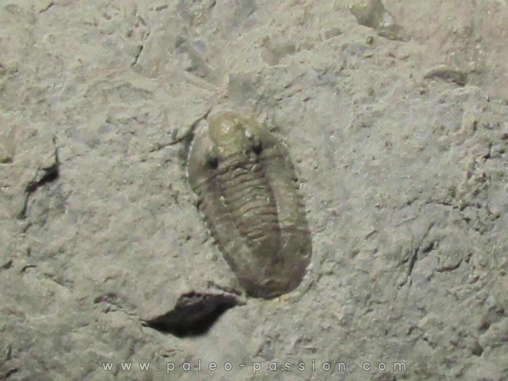 Comptonaspis swallowi Comptonaspis swallowi