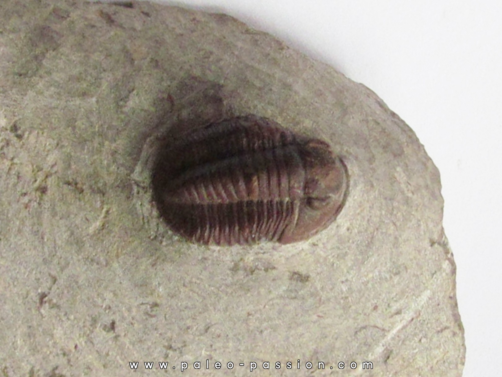 Proetopeltis waldschmidti erfoudana Proetopeltis waldschmidti erfoudana