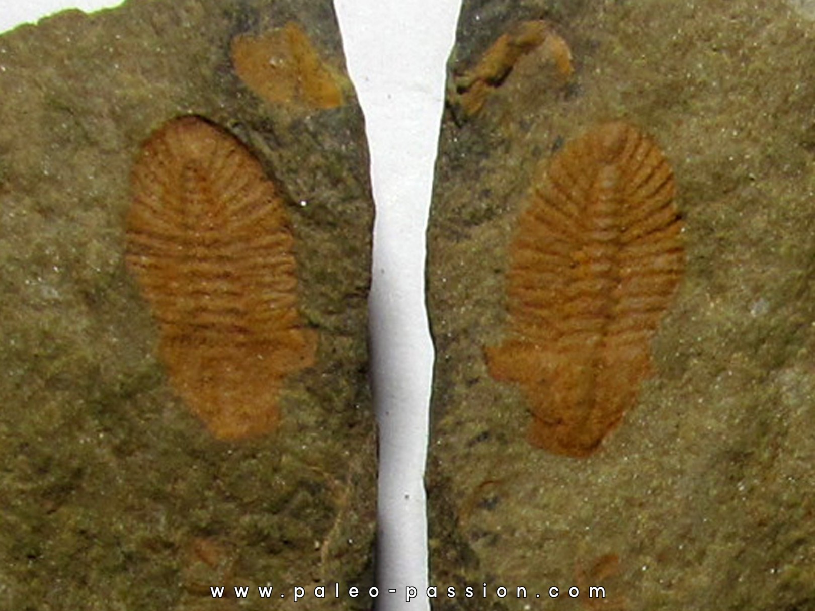 Shergoldiella vincenti