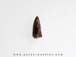 dent de phytosaure (1)