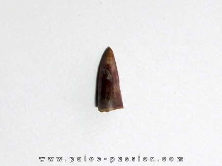 phytosaur tooth (1)
