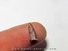 phytosaur tooth (1) phytosaur tooth (1)
