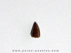 dent de phytosaure (2)