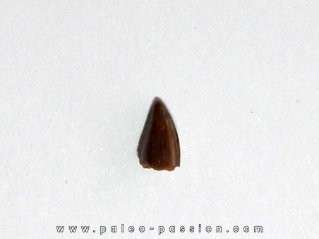 phytosaur tooth (2)