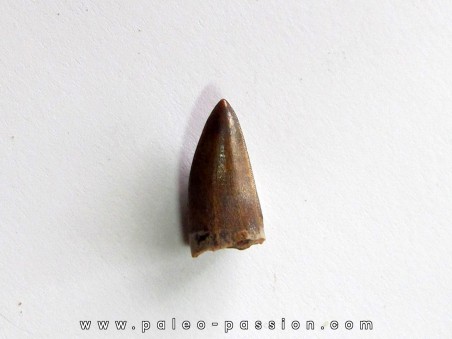 phytosaur tooth (3)