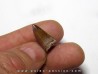 phytosaur tooth (3) phytosaur tooth (3)