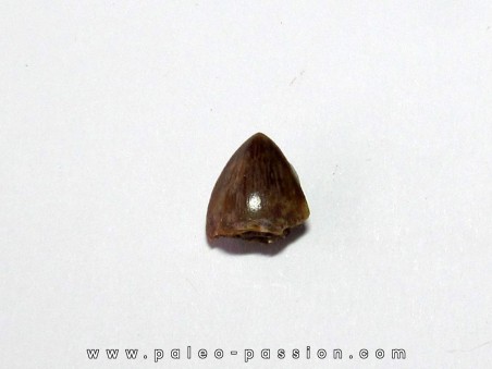 phytosaur tooth (4)