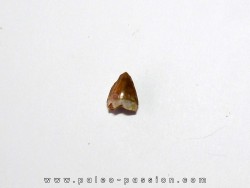 dent de phytosaure (5)