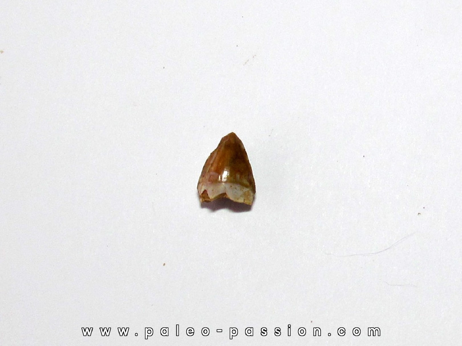 phytosaur tooth (5) phytosaur tooth (5)