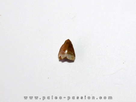 phytosaur tooth (5)