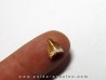 phytosaur tooth (5) phytosaur tooth (5)