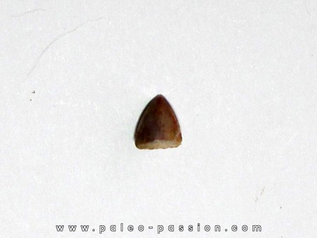 phytosaur tooth (6)