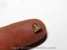 phytosaur tooth (6)