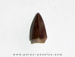 dent de phytosaure (7)