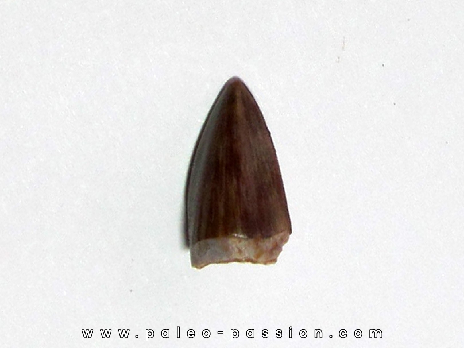 phytosaur tooth (7) phytosaur tooth (7)