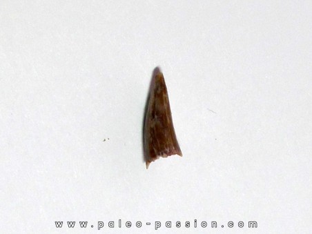 dent d' ophiacodon (1)
