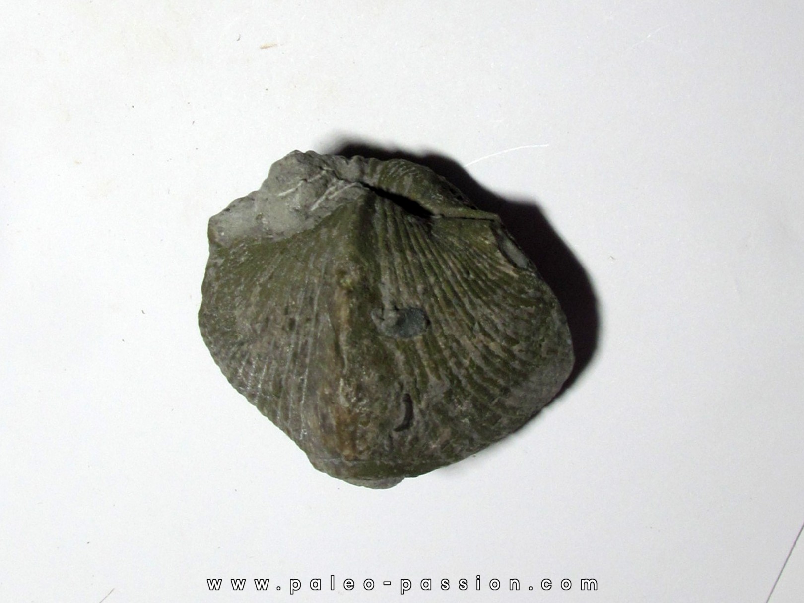 Paraspirifer Bownockeri - greenfloat