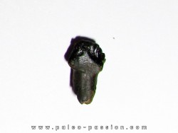 edmontonia rugosidens (3)