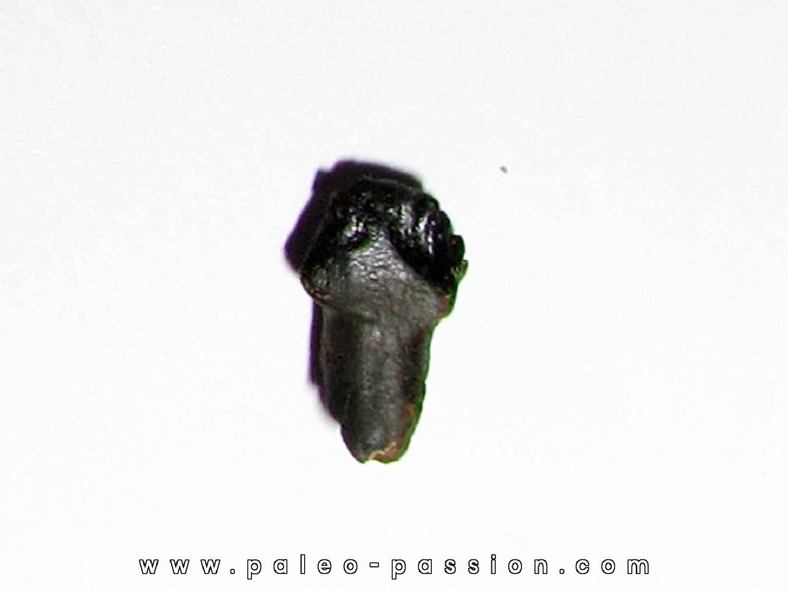 edmontonia rugosidens (2)