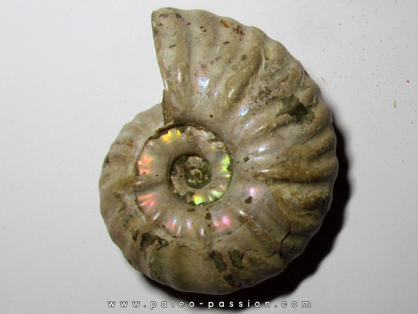 CLEONICERAS MADAGASCARIENSE (4) CLEONICERAS MADAGASCARIENSE (4)