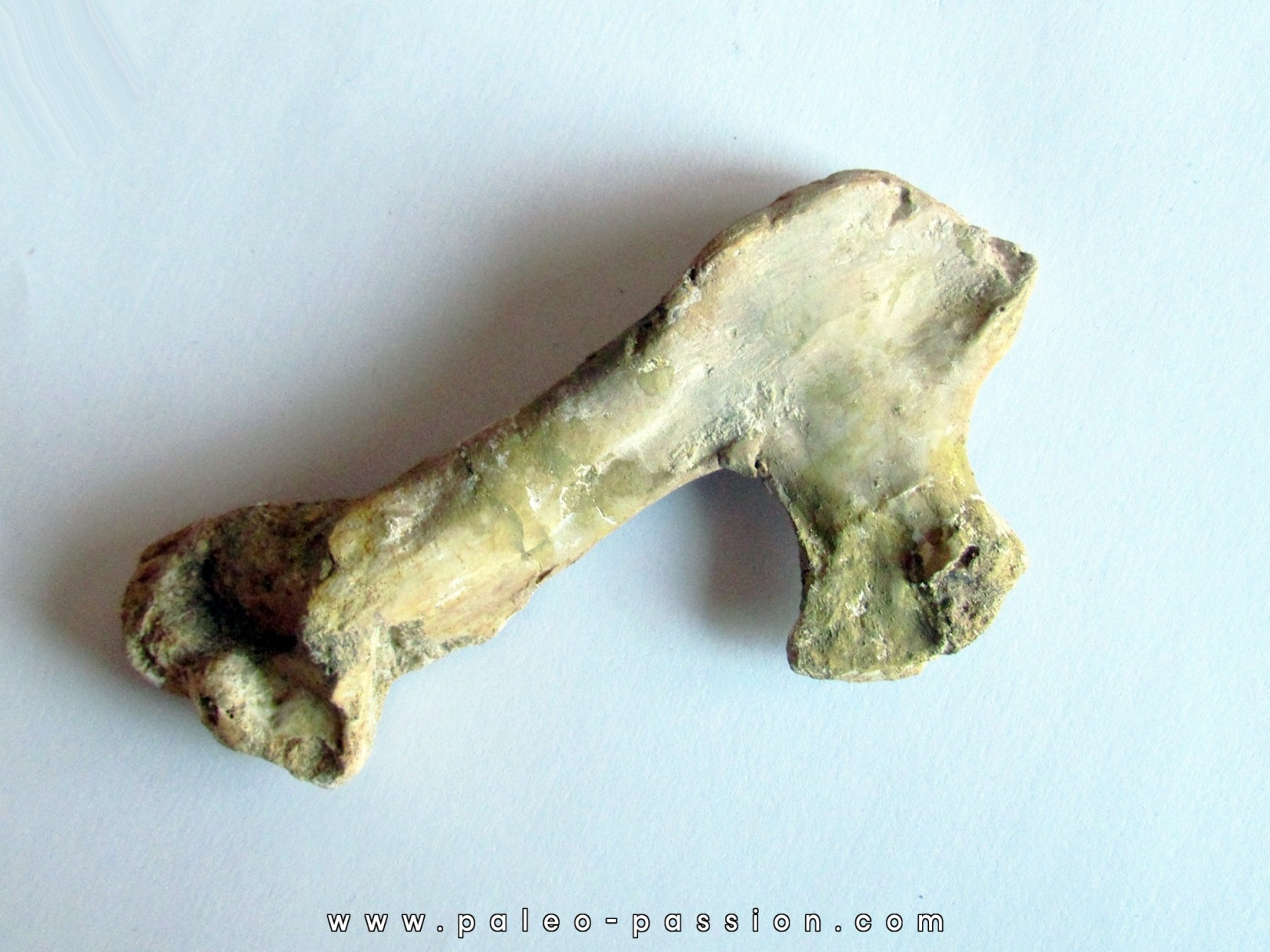 Humerus de pterosaure: Alcione elainus Humerus de pterosaure: Alcione elainus