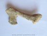 Humerus de pterosaure: Alcione elainus Humerus de pterosaure: Alcione elainus