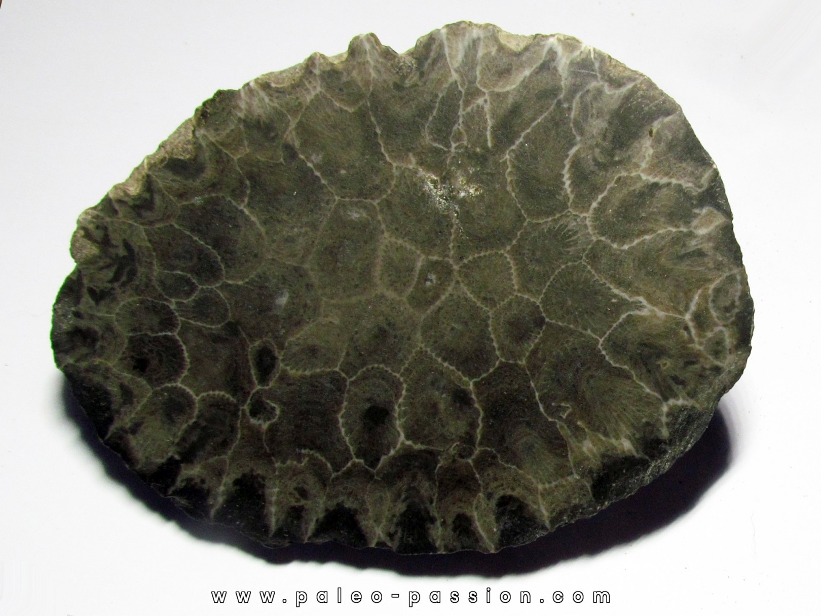 disphyllia wangi (3) disphyllia wangi (3)