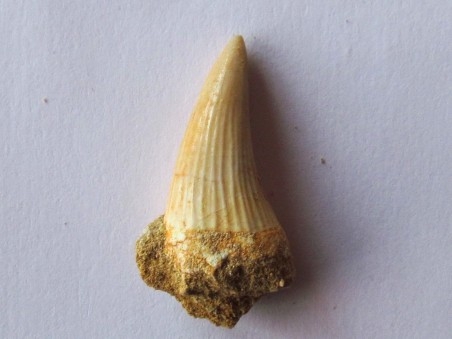 DENT DE MOSASAURE   Platecarpus ptychodon  (1)