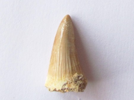 MOSASAURE  tooth Platecarpus ptychodon (2)