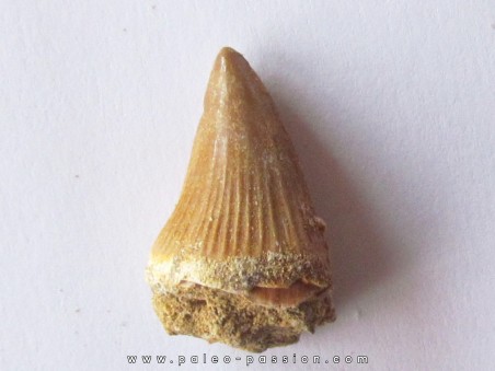 MOSASAURE  tooth Platecarpus ptychodon (3)