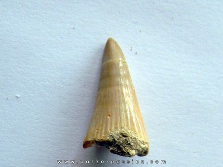 DENT DE MOSASAURE   Platecarpus ptychodon  (4)