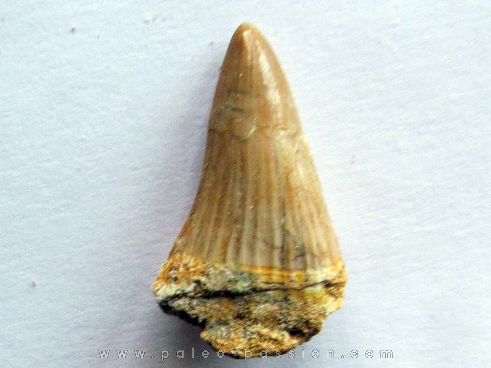 MOSASAURE  tooth Platecarpus ptychodon (5) MOSASAURE  tooth Platecarpus ptychodon (5)