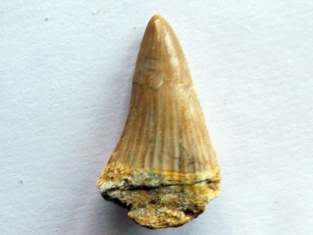 DENT DE MOSASAURE   Platecarpus ptychodon  (5)