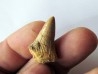 MOSASAURE  tooth Platecarpus ptychodon (5) MOSASAURE  tooth Platecarpus ptychodon (5)