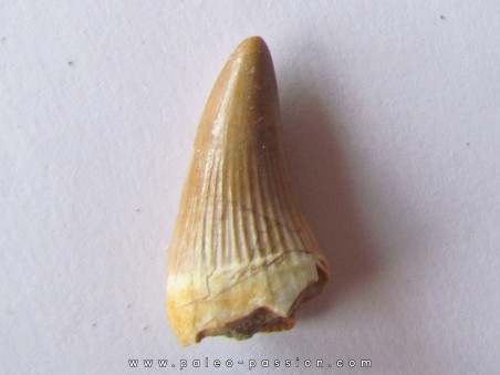 DENT DE MOSASAURE   Platecarpus ptychodon  (6)