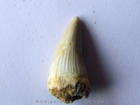 DENT DE MOSASAURE   Platecarpus ptychodon  (9)