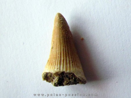 MOSASAURE  tooth Platecarpus ptychodon (10)